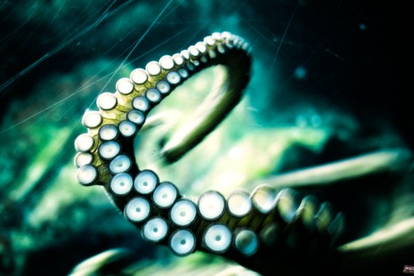 Kraken 13 at com